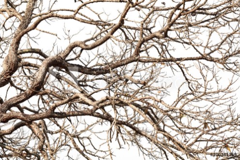 Picture of Tree twigs with bare trunks and branches